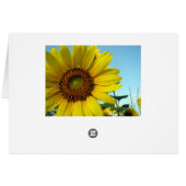 Sunny Cards (Back Horizontal)