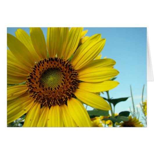 Sunny Cards (Front Horizontal)