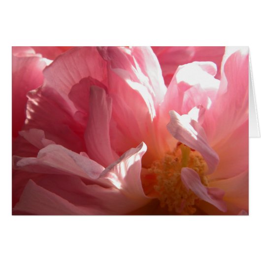Sunny Confederate Rose Cards (Front Horizontal)