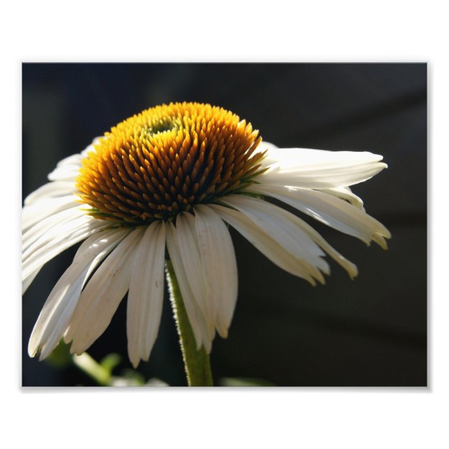 Sunny Daisy 10x8 Photographic Print (Front)