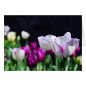 Sunny Day! (Front Horizontal)