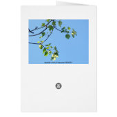 Sunny Day Cards (Back)