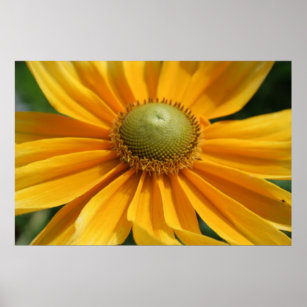 Sunny Day Gerbera Floral Photography 34x23 poster