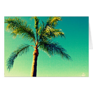 Sunny Florida Palm Tree Sky Picture Cards