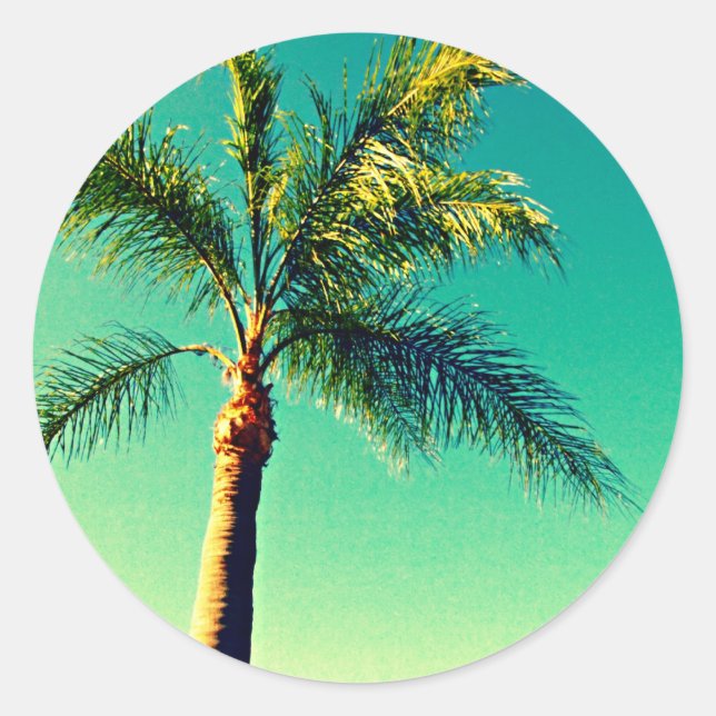 Sunny Florida Palm Tree Sky Picture Classic Round Sticker (Front)