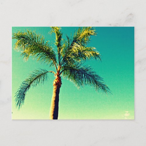 Sunny Florida Palm Tree Sky Picture Postcard