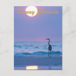 Sunny Florida Postcard