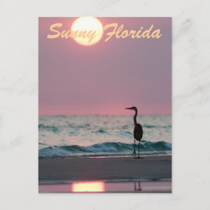 Sunny Florida Postcard