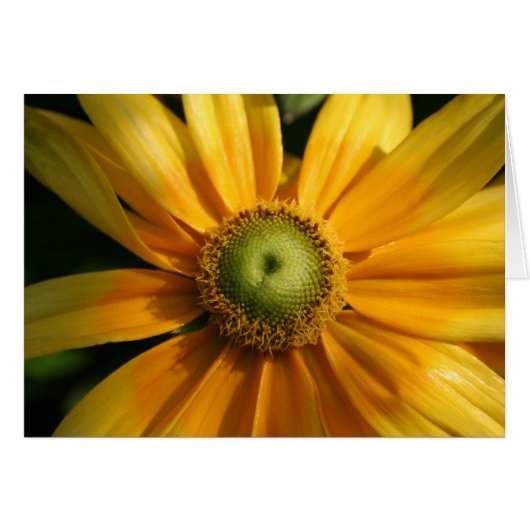 Sunny Flower Cards (Front Horizontal)