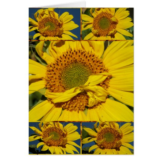 Sunny Flowery Sunshiney Day Cards (Front)