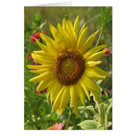 Sunny Garden - Sunflower (Front)