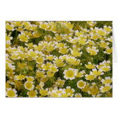 Sunny Gold White Flowers (Front Horizontal)
