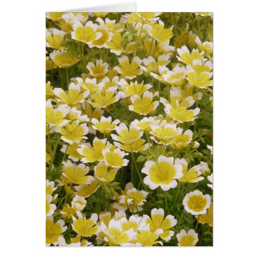 Sunny Gold White Flowers Cards (Front)