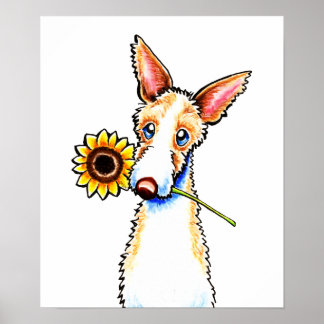 Sunny Ibizan Hound Wirehaired Off-Leash Art™ Poster