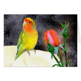 Sunny Lovebird Cards