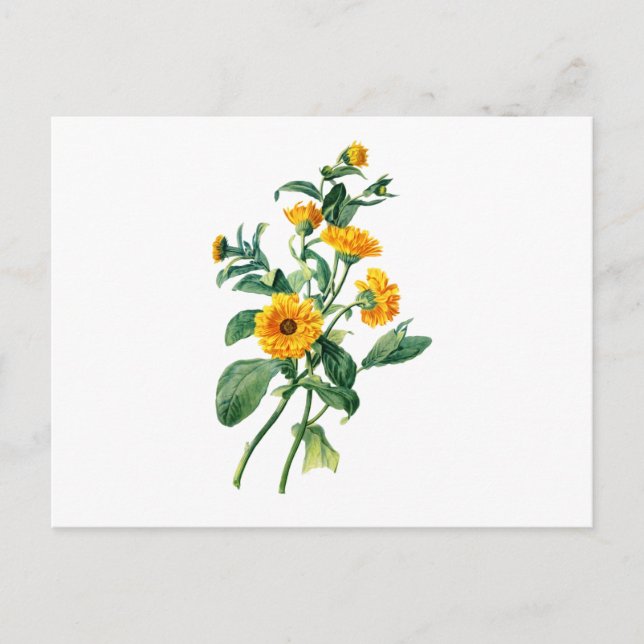 Sunny Marigolds Drawn From Nature Postcard (Front)