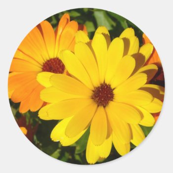 Sunny Marigolds   Stickers by shirleypoppy at Zazzle