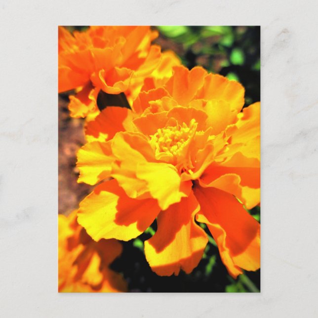 Sunny Orange Marigolds Garden Flowers Postcard (Front)