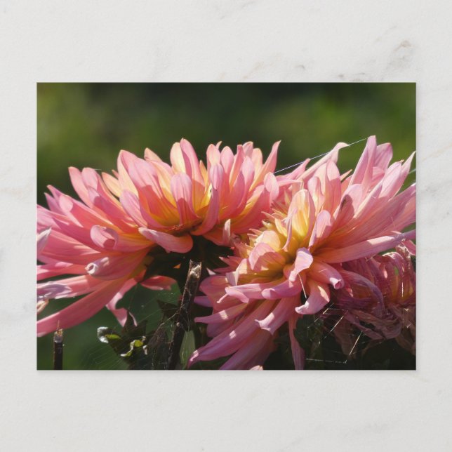 Sunny Pink Dahlia's DIY Postcard (Front)