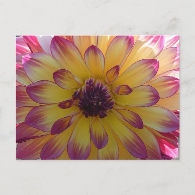 Sunny Pink Yellow Dahlia Close Up DIY Postcard (Front)