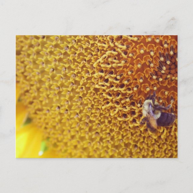 Sunny Postcard (Front)