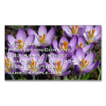 Sunny Purple Crocuses Business Card Magnet
