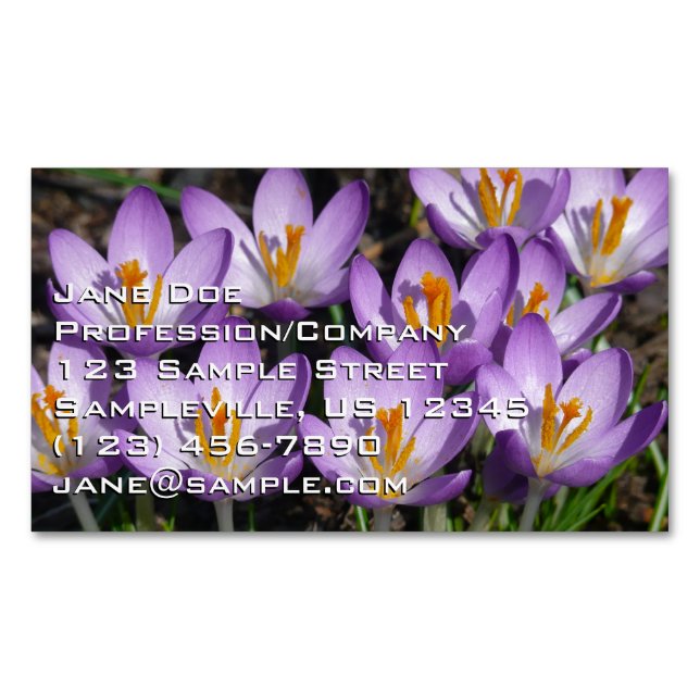 Sunny Purple Crocuses Business Card Magnet (Front)