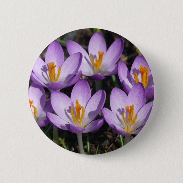 Sunny Purple Crocuses Button (Front)
