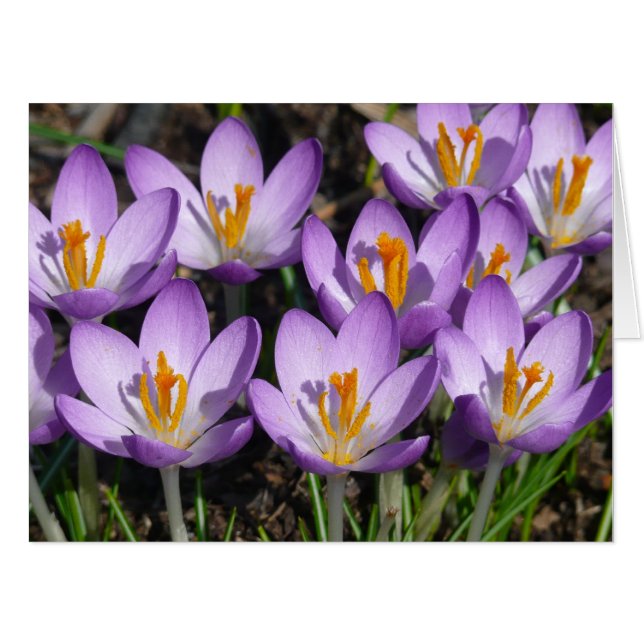 Sunny Purple Crocuses Card (Front Horizontal)