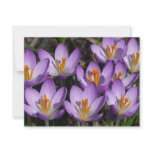 Sunny Purple Crocuses Card