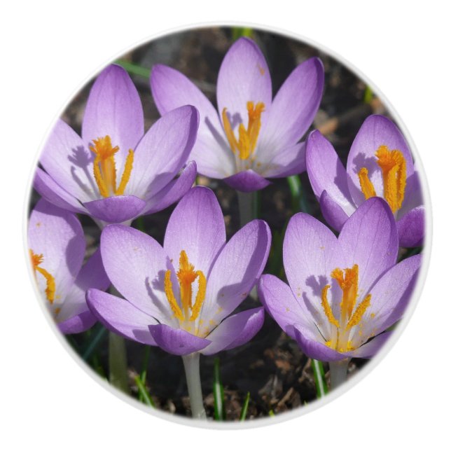 Sunny Purple Crocuses Ceramic Knob (Front)