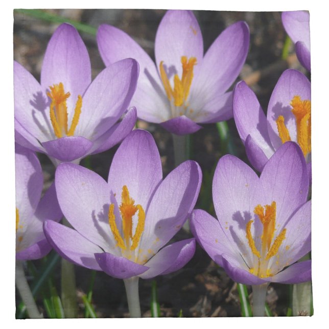 Sunny Purple Crocuses Cloth Napkin (Front)