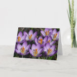 Sunny Purple Crocuses Early Spring Flowers Card