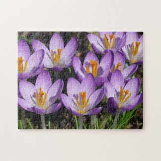 Sunny Purple Crocuses Jigsaw Puzzle