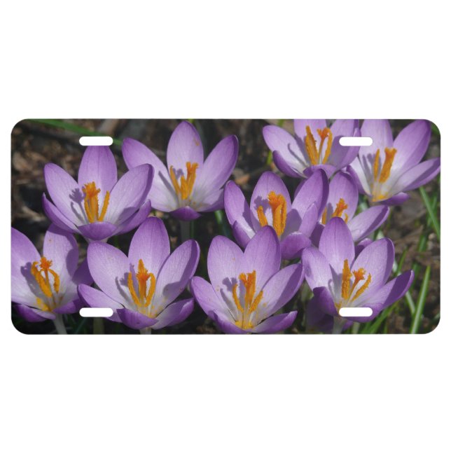 Sunny Purple Crocuses License Plate (Front)