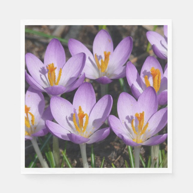 Sunny Purple Crocuses Napkins (Front)