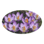 Sunny Purple Crocuses Oval Sticker