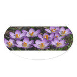 Sunny Purple Crocuses Oval Sticker