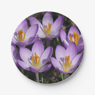 Sunny Purple Crocuses Paper Plates