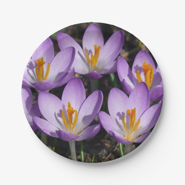 Sunny Purple Crocuses Paper Plates (Front)