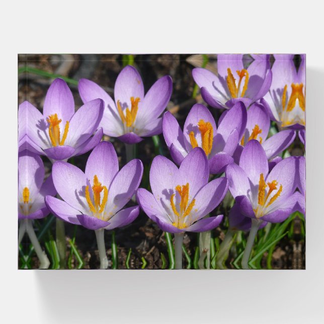 Sunny Purple Crocuses Paperweight (Front)