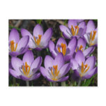 Sunny Purple Crocuses Postcard