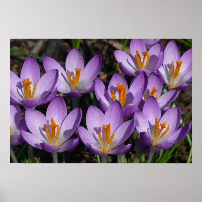 Sunny Purple Crocuses Poster (Front)