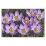 Sunny Purple Crocuses Tissue Paper