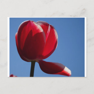 Sunny Red Tulip Close Up DIY Postcard