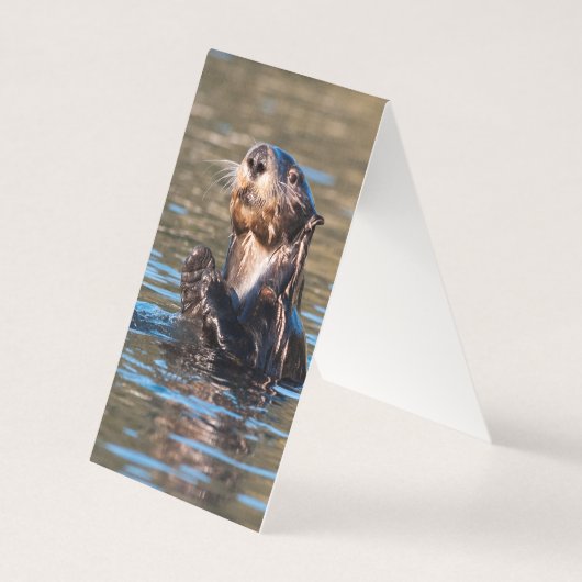 Sunny Sea Otter (Front)