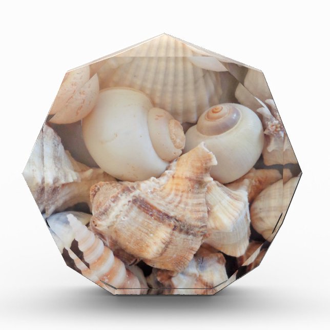 Sunny Summer Seashells, Sea Shells Beach Love Award (Front)