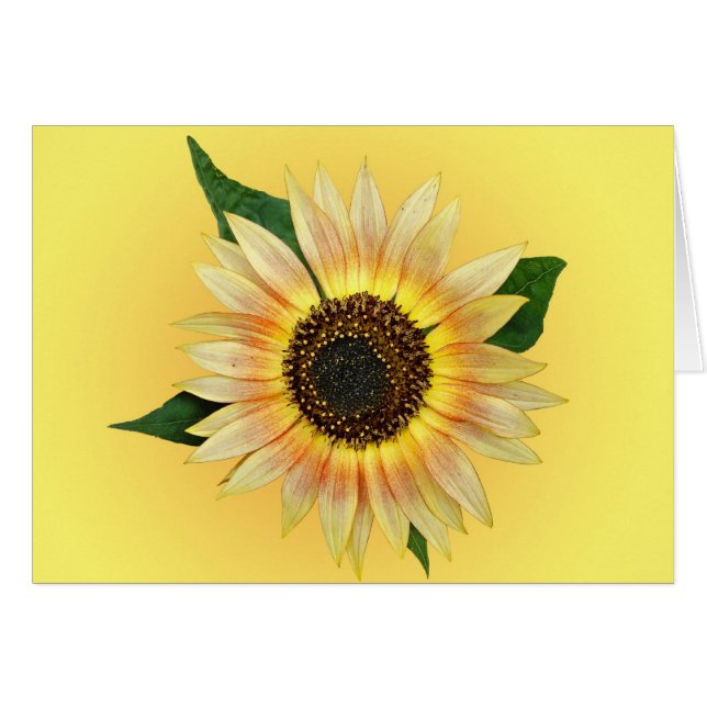 Sunny Sunflower Cards (Front Horizontal)