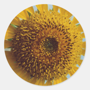 Sunny Sunflower - Giant Yellow Center Close up Classic Round Sticker