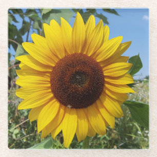 Sunny Sunflower Glass Coaster
